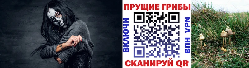 OMG ССЫЛКА закладка Сосновка Псилоцибиновые грибы GOLDEN TEACHER